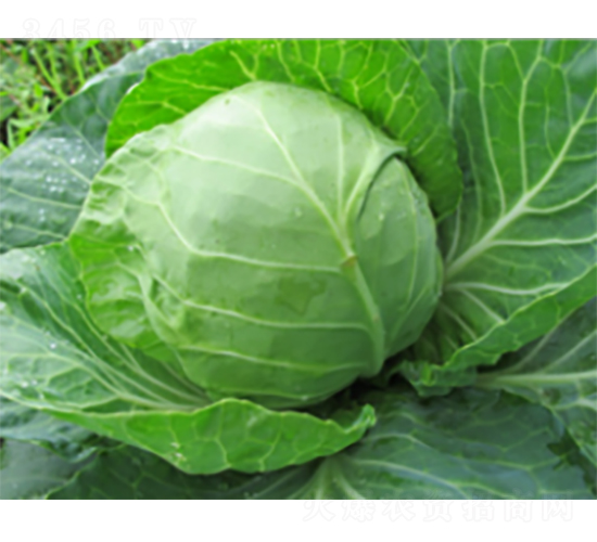 �A�G���{(l��n)�N��-�r(n��ng)�ƷN��