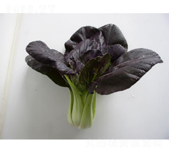 ������˷N��-�r(n��ng)�ƷN��