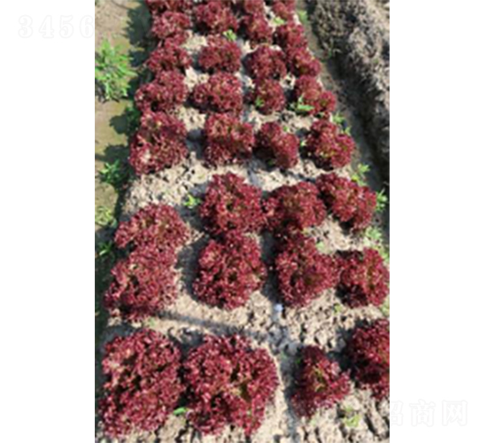 ������̖(h��o)��˷N��-�r(n��ng)�ƷN��