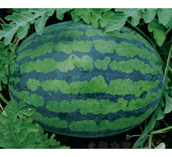 ���׊Wk505-���ϷN��-�r(n��ng)�ƷN��