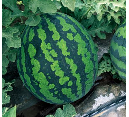 ���׊WTM306-���ϷN��-�r(n��ng)�ƷN��