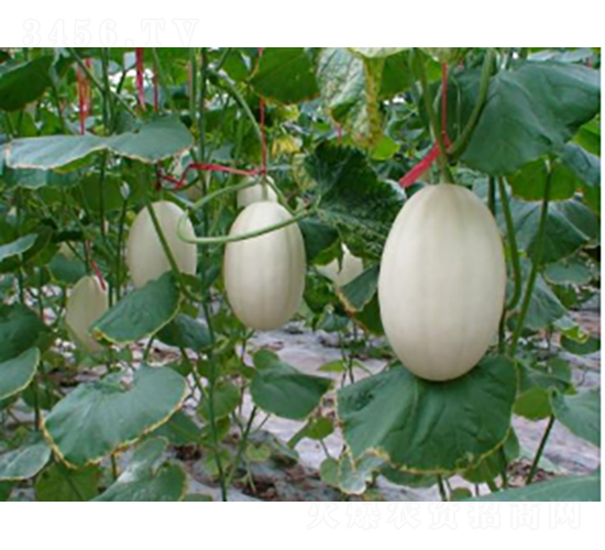 �|����һ̖-���ϷN��-�r�ƷN��