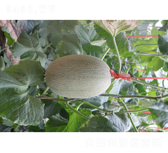 ������25̖-��ϷN��-�r(n��ng)�ƷN��