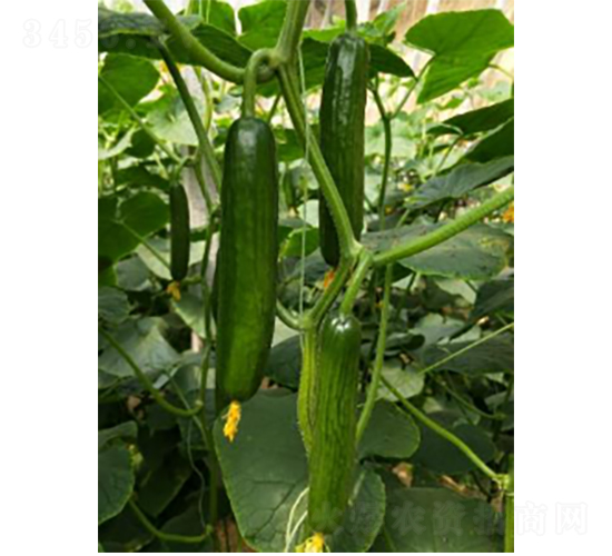 ����609-�S�ϷN��-�r(n��ng)�ƷN��