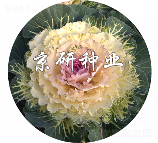 ��ɏ��3̖(h��o)-���{(l��n)�N��-���зN�I(y��)