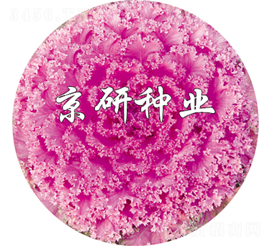 ���ڼt7̖(h��o)-���{(l��n)�N��-���зN�I(y��)