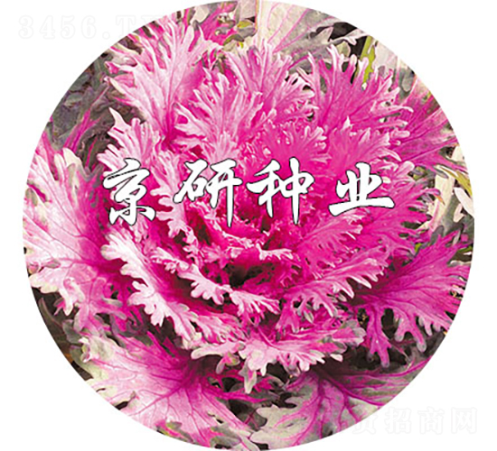 ����t2̖(h��o)-���{(l��n)�N��-���зN�I(y��)