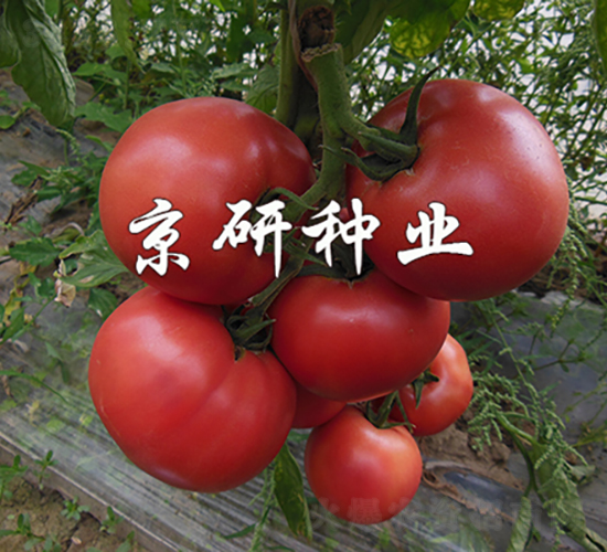 ����105-���ѷN��-���зN�I(y��)