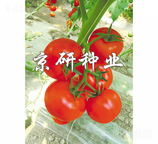 ����601-���ѷN��-���зN�I(y��)