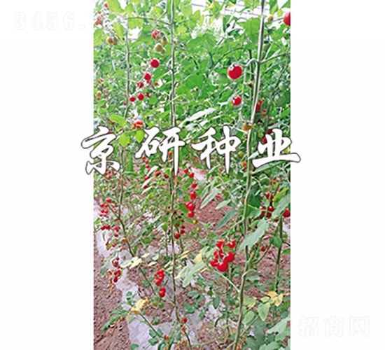 ������˼��-���ѷN��-���зN�I(y��)