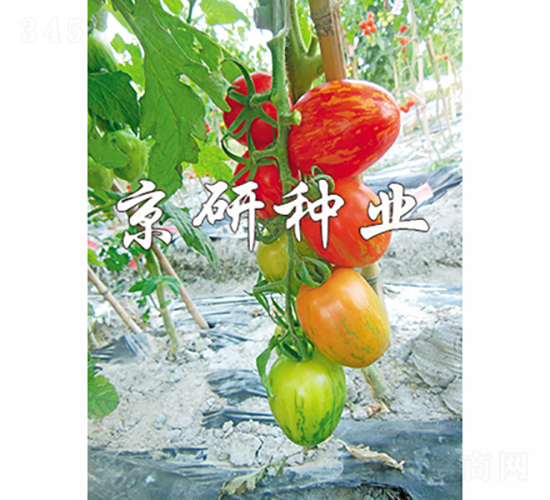 �����в�2̖(h��o)-���ѷN��-���зN�I(y��)