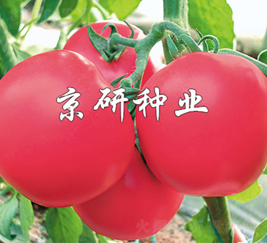 �ɿ�1̖(h��o)-���ѷN��-���зN�I(y��)