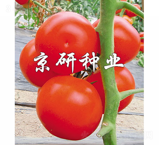 �Ѽt8̖-���ѷN��-���зN�I(y��)