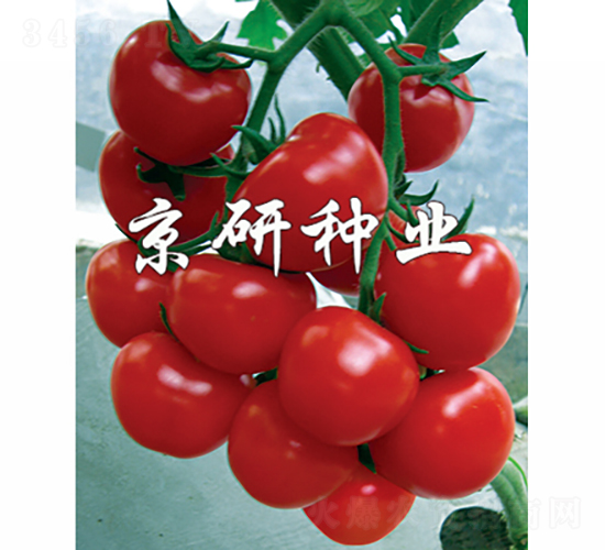 �tؐؐ-���ѷN��-���зN�I(y��)