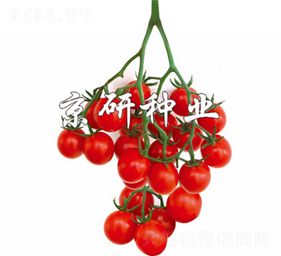 ����1̖-���ѷN��-���зN�I(y��)