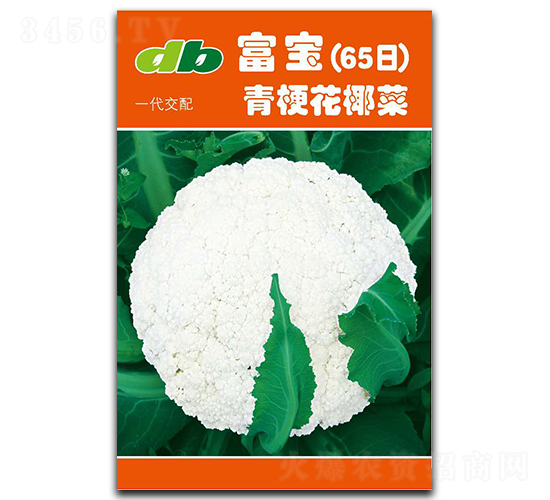 ����65��-��Ҭ�˷N��-�Ƞ�