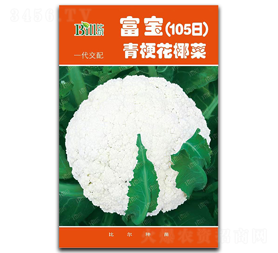 ����105��-��Ҭ�˷N��-�Ƞ�