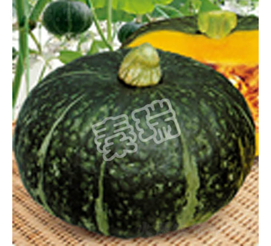 �G���Ϲ�-�ϹϷN��-����