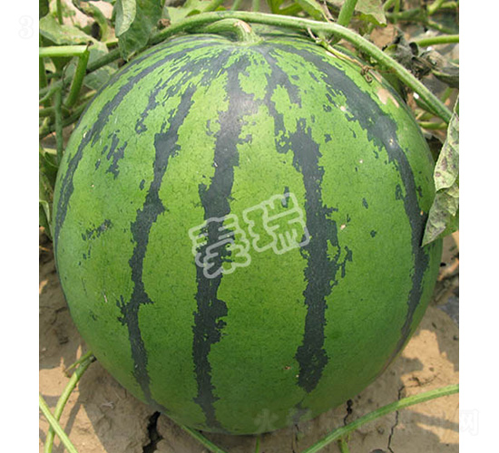 �����̖(h��o)-���ϷN��-����