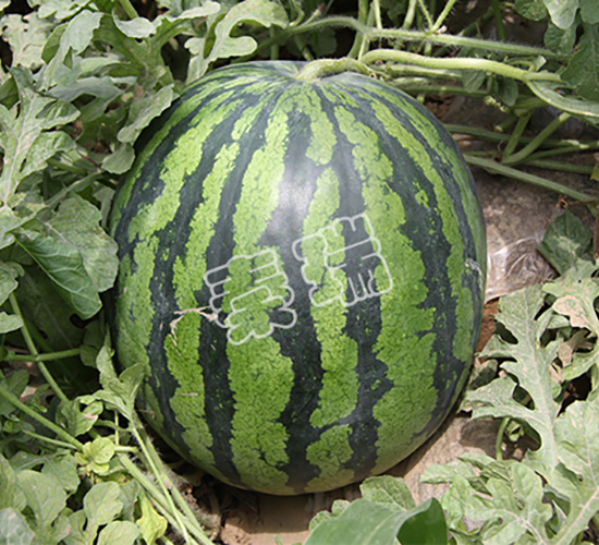 ����999-���ϷN��-����