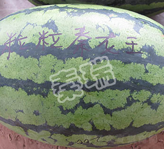 ����������-���ϷN��-����