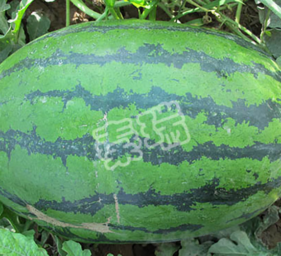 �ؿ���̖-���ϷN��-����