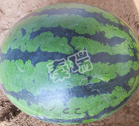 ��������-���ϷN��-����