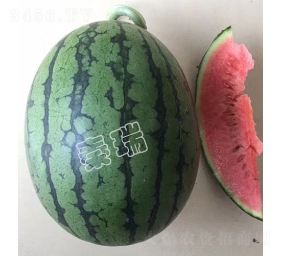 �t����-���ϷN��-����