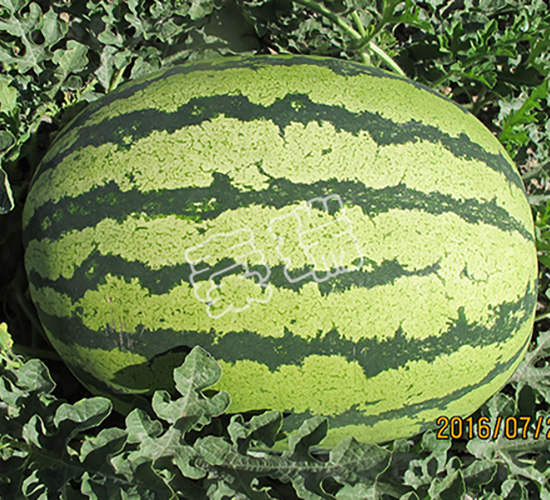 ɳĮ����-���ϷN��-����