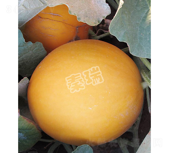 ���o�t��-��ϷN��-����