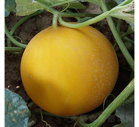 ����t����-��ϷN��-����