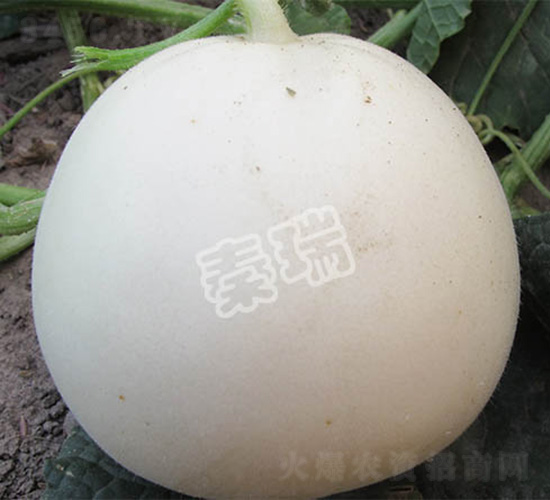 �����̖(h��o)-��ϷN��-����