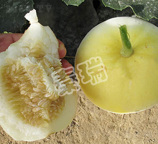 �����ʮ-��ϷN��-����