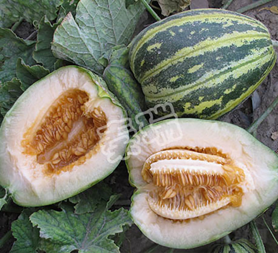 ��������-��ϷN��-����