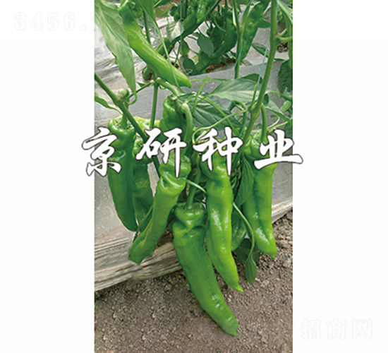 ����308-�����N��-���зN�I(y��)