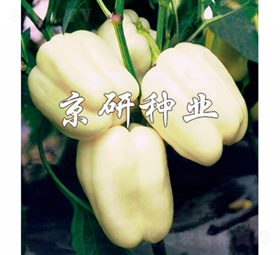 ����2̖(h��o)-�����N��-���зN�I(y��)