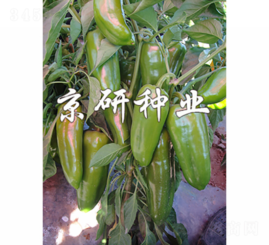 ���T3̖(h��o)-�����N��-���зN�I(y��)