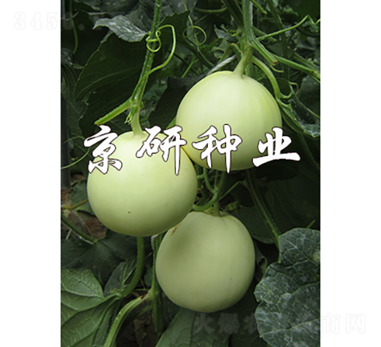 ����-��ϷN��-���зN�I(y��)