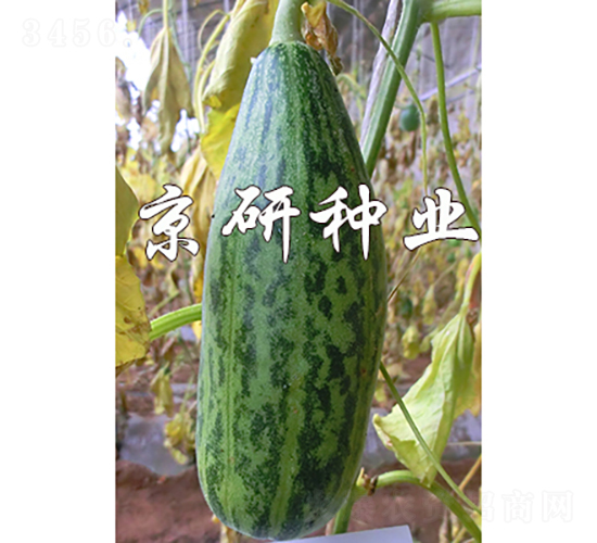 ����Ƥ��-��ϷN��-���зN�I(y��)