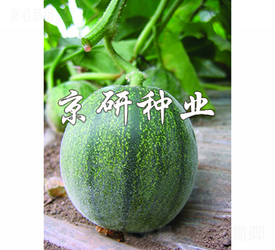 ����ī��-��ϷN��-���зN�I(y��)