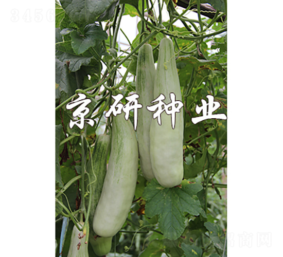 ���������-��ϷN��-���зN�I(y��)