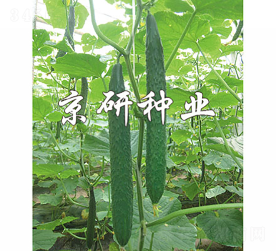 ���S68-�S�ϷN��-���зN�I(y��)