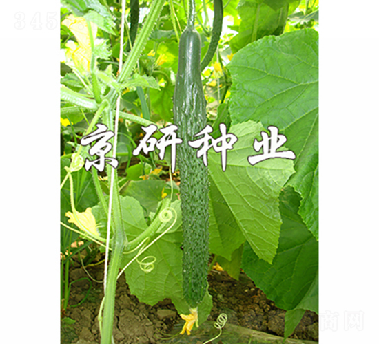 ����E31-�S�ϷN��-���зN�I(y��)