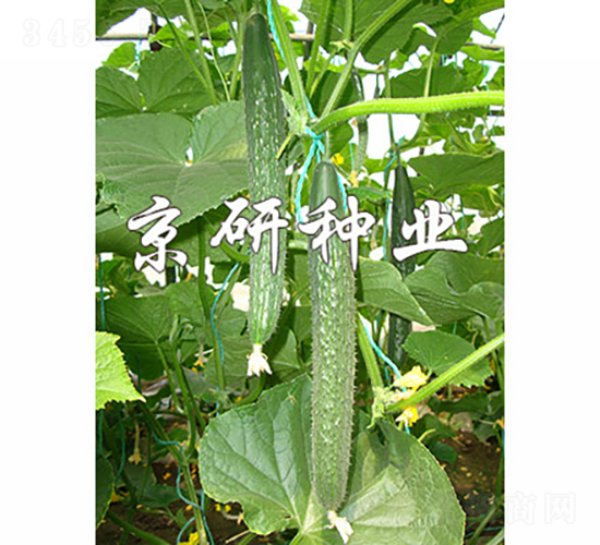 ����106-�S�ϷN��-���зN�I(y��)