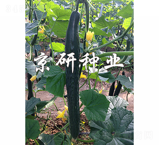 ���S459-�S�ϷN��-���зN�I(y��)