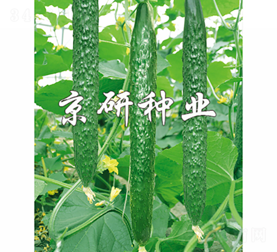 ���д���G-�S�ϷN��-���зN�I(y��)