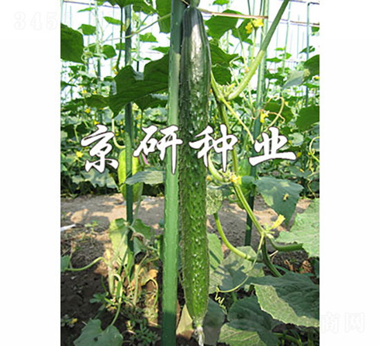 ��������-�S�ϷN��-���зN�I(y��)