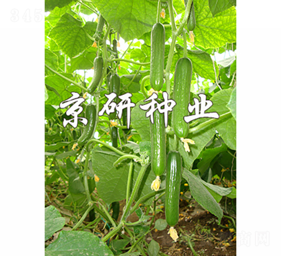 ��������9̖(h��o)-�S�ϷN��-���зN�I(y��)