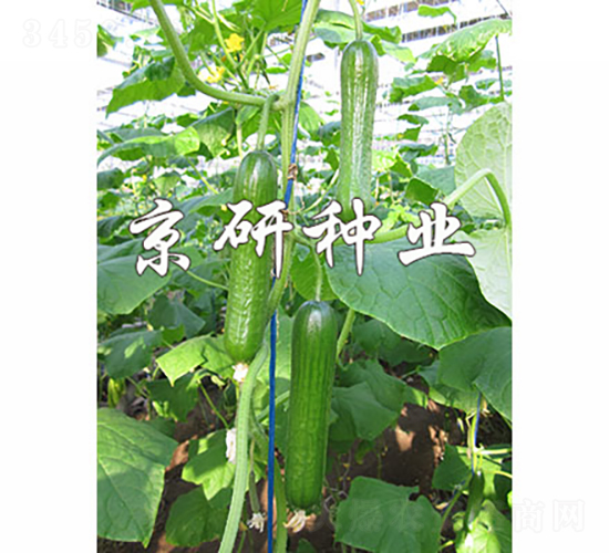 �G���`6̖(h��o)-�S�ϷN��-���зN�I(y��)