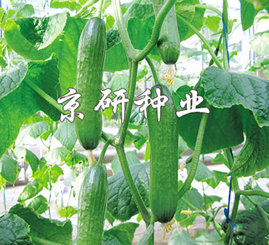 �G���`-�S�ϷN��-���зN�I(y��)